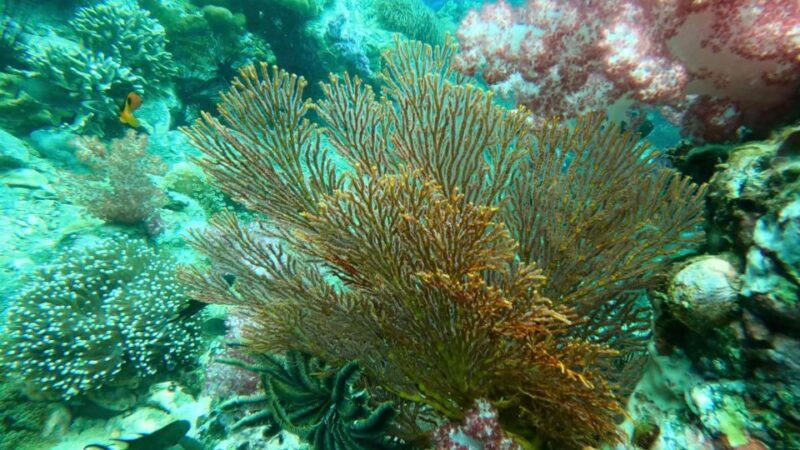 koh-lipe-snorkeling-program-2-private-boat-lunch-included