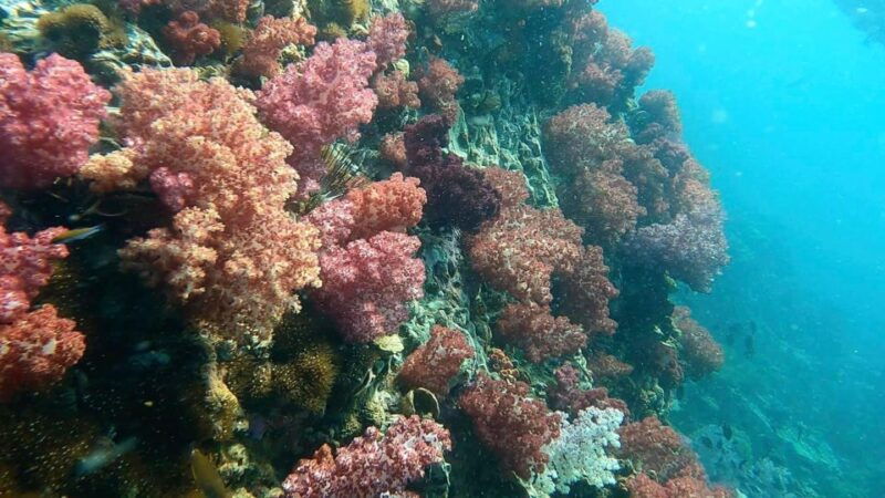 koh-lipe-snorkeling-program-2-private-boat-lunch-included