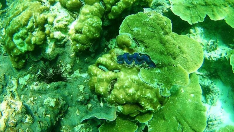 Koh Lipe Snorkeling Trip 6 hours Trip1 - The Itinerary Breakdown: What You’ll Experience