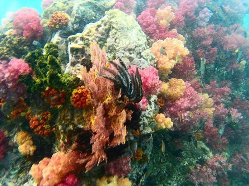 Koh Lipe Snorkeling Trip 6 hours Trip1 - Practical Considerations and Tips