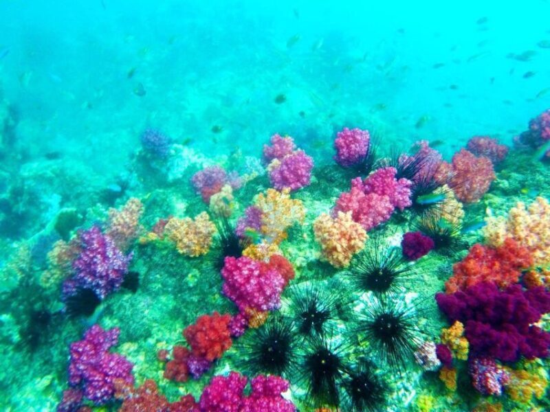 Koh Lipe Snorkeling Trip 6 hours Trip1 - Who Is This Tour Best Suited For?