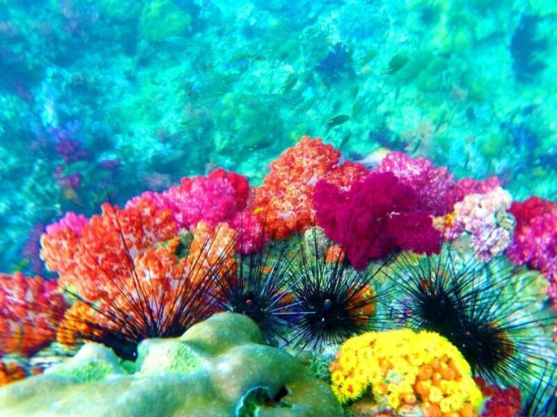 Koh Lipe Snorkeling Trip 6 hours Trip1 - Final Thoughts: Is It Worth It?