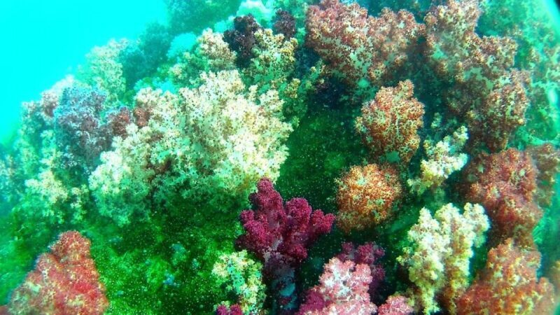 Koh Lipe Snorkeling Trip 6 hours Trip1 - FAQ
