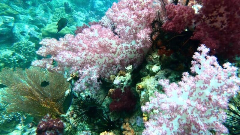 Koh Lipe:One Day Trip Join Snorkeling Program B(7spots) - Detailed Breakdown of the Itinerary