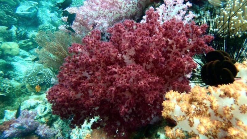 Koh Lipe:One Day Trip Join Snorkeling Program B(7spots) - Practical Tips for Travelers