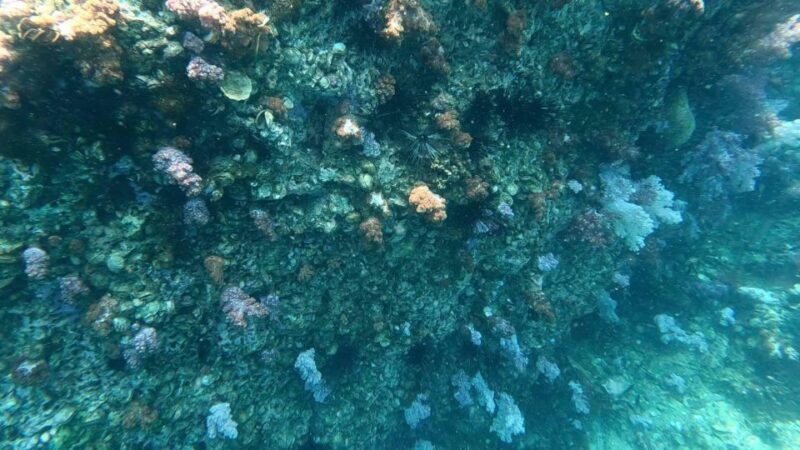 Koh Lipe:One Day Trip Join Snorkeling Program B(7spots) - Who Will Love This Experience?