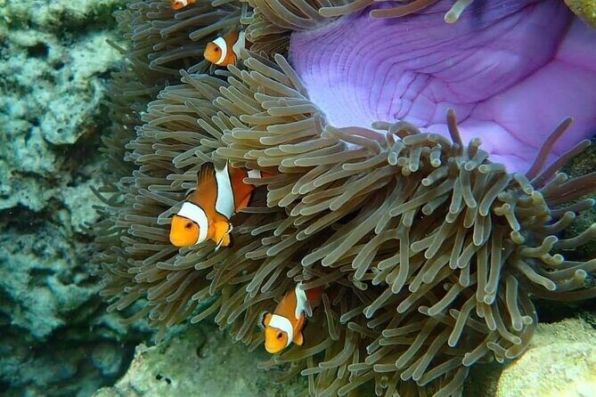 Koh Ma Half Day Snorkeling From Lanta - Authentic Insights from Reviewers