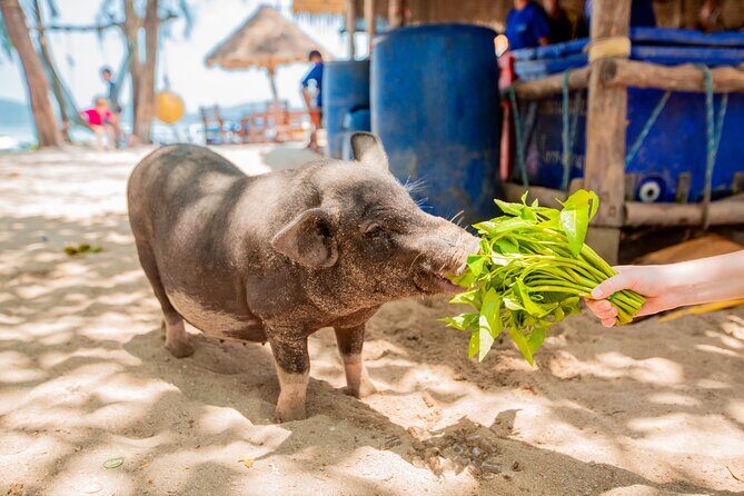 Koh Madsum and Koh Tan Snorkeling Trip By Speedboat From Koh Samui - Final Thoughts: Is It Worth It?