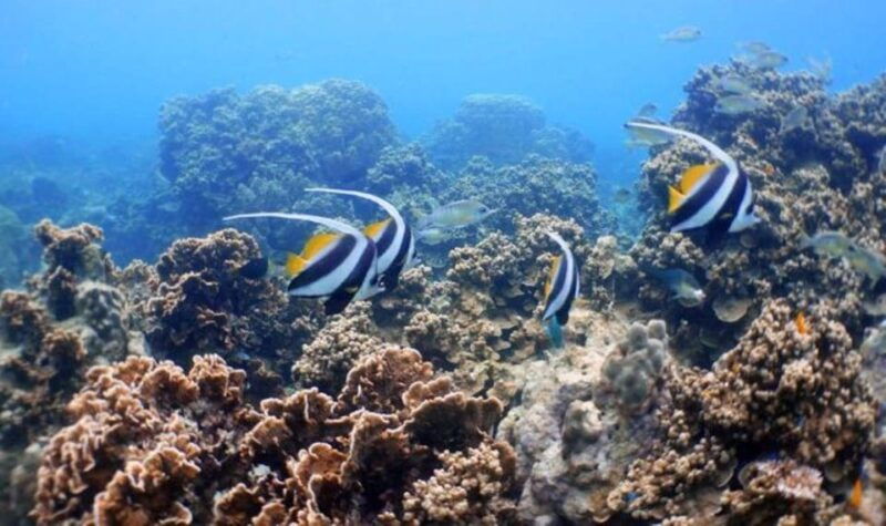 koh-phangan-koh-nang-yuan-and-koh-tao-snorkeling-tour