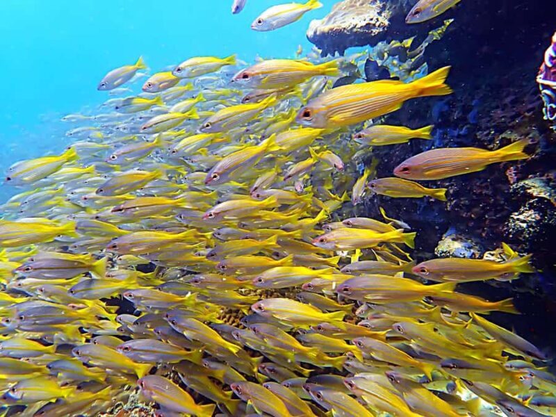 Koh Phangan: Longtail Boat Snorkeling Tour to Bottle Beach - Price and Value Analysis
