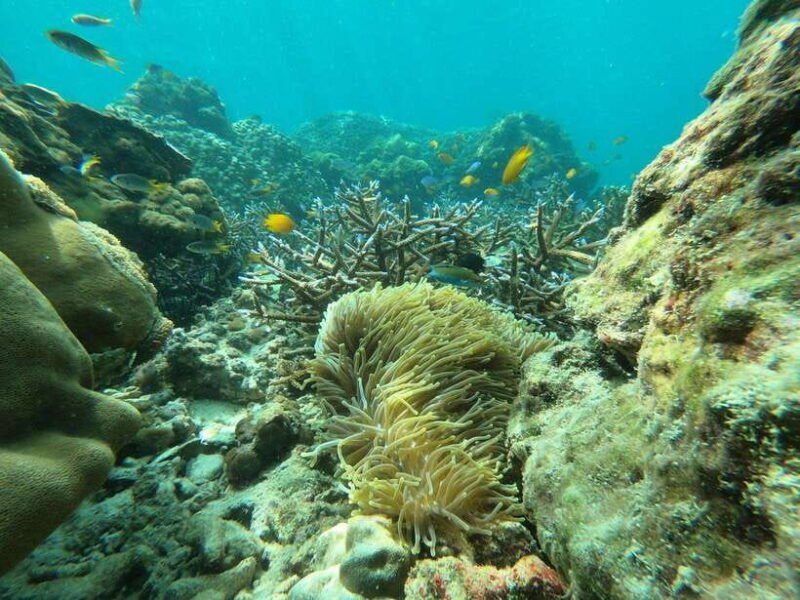 Koh Phi Phi: Early Morning Maya Bay, Bamboo Speedboat Tour - Introduction