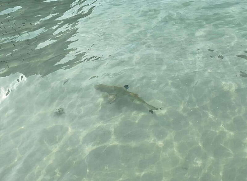 Koh Phi Phi: Early Morning Maya Bay, Bamboo Speedboat Tour - Real Travelers’ Insights