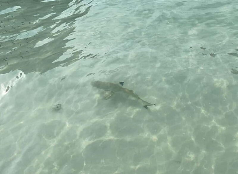 Koh Phi Phi: Halfday Maya Bay Sunset & Plankton by Speedboat - Why This Tour Stands Out