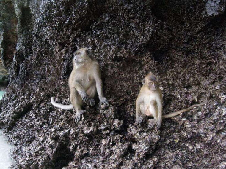 koh-phi-phi-maya-bay-bamboo-sunrise-sunset-speedboat-tour