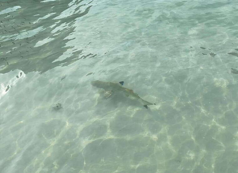 koh-phi-phi-maya-bay-bamboo-sunrise-sunset-speedboat-tour