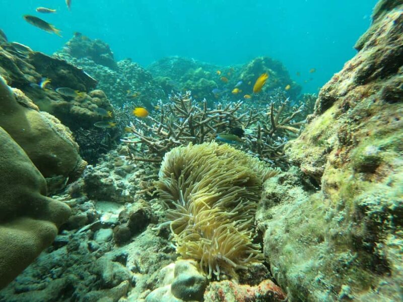 Koh Phi Phi: One-Day Maya Bay, Bamboo & Sunset by Speedboat - FAQ