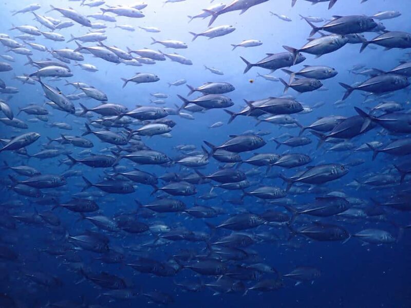 Koh Samui: 3-Day PADI Open Water Diver Course - Authentic Experiences from Participants