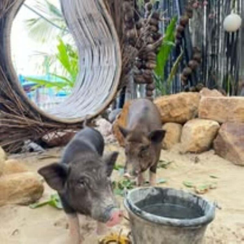 Koh Samui: Cruise to a peaceful southern island - The Sum Up