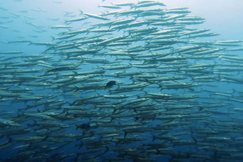 Koh Samui: Day Trip Diving at Sail Rock - What’s Included & What to Prepare