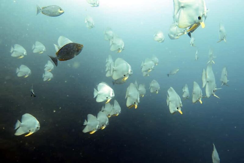 Koh Samui: Day Trip Diving at Sail Rock - Who Should Consider This Tour?