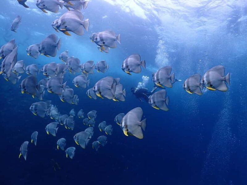 Koh Samui: Dive Tour Chumphon Pinnacles - Practical Considerations