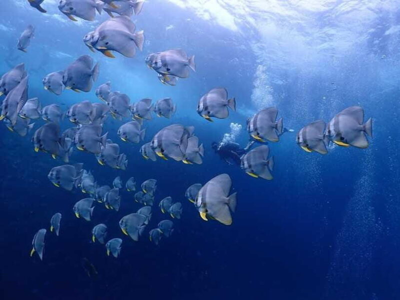 Koh Samui: Dive Tour Chumphon Pinnacles - Who Would Love This Tour?