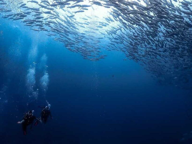 koh-samui-dive-tour-chumphon-pinnacles