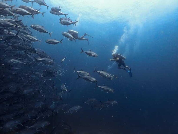 koh-samui-dive-tour-chumphon-pinnacles