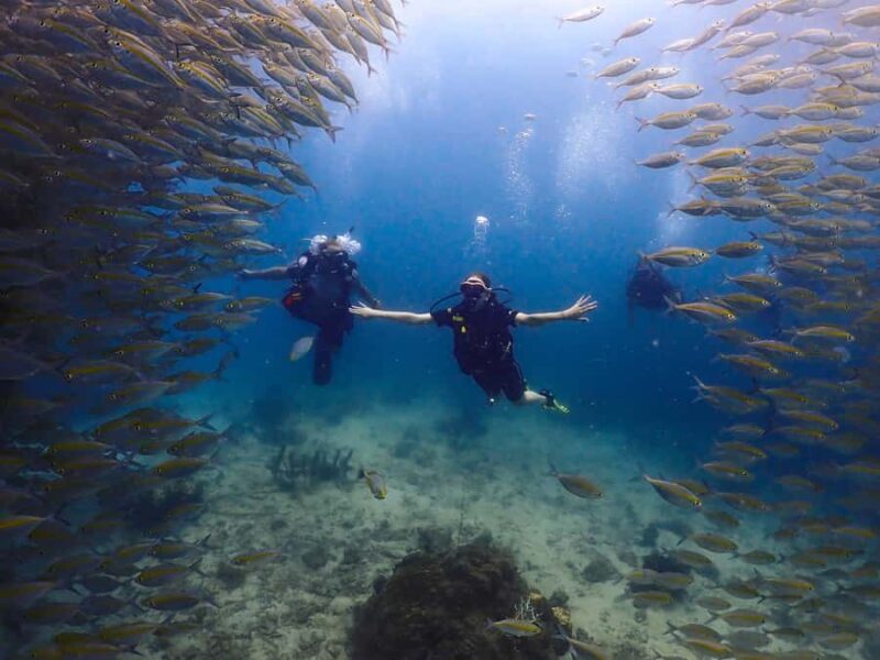 Koh Samui: Dive Tour to Koh Tao - Key Points