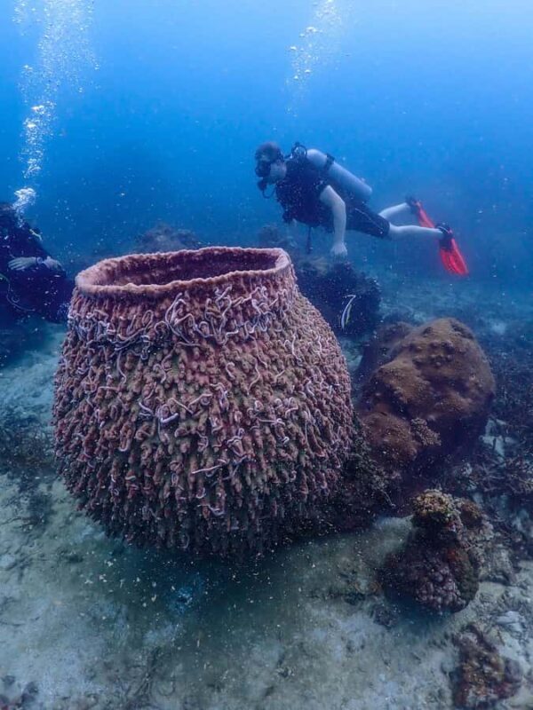 Koh Samui: Dive Tour to Koh Tao - Detailed Breakdown of the Itinerary