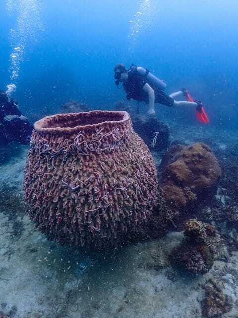 Koh Samui: Dive Tour to Koh Tao - What You Can Expect