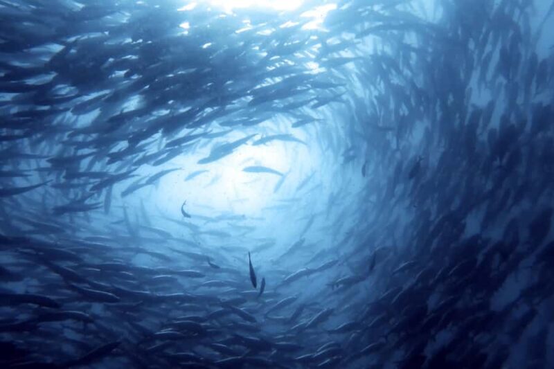 Koh Samui: Dive Trip Experience in Koh Tao - A Detailed Look at the Itinerary and Experience