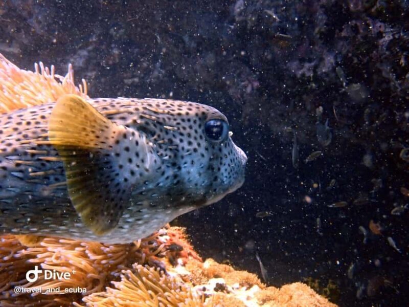 Koh Samui: Dive Trip Experience in Koh Tao - Final Thoughts: Who Is This Experience Best For?