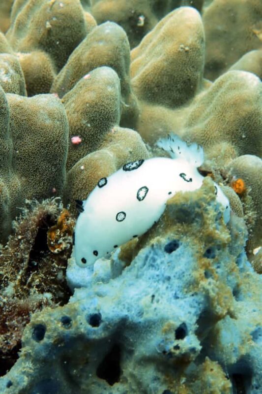 Koh Samui: Dive Trip Experience in Koh Tao - FAQ