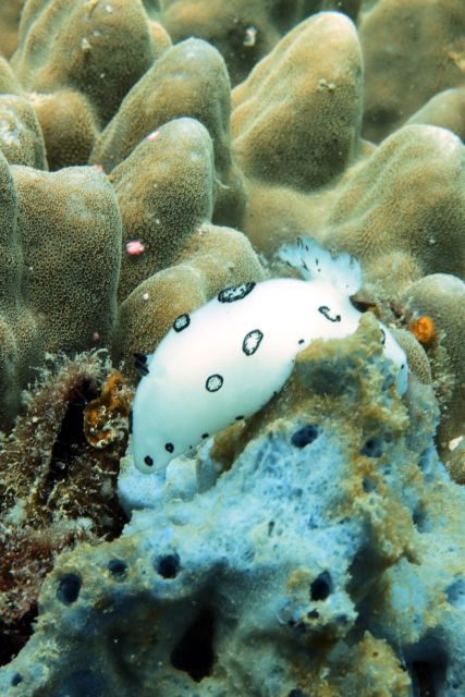 koh-samui-dive-trip-experience-in-koh-tao