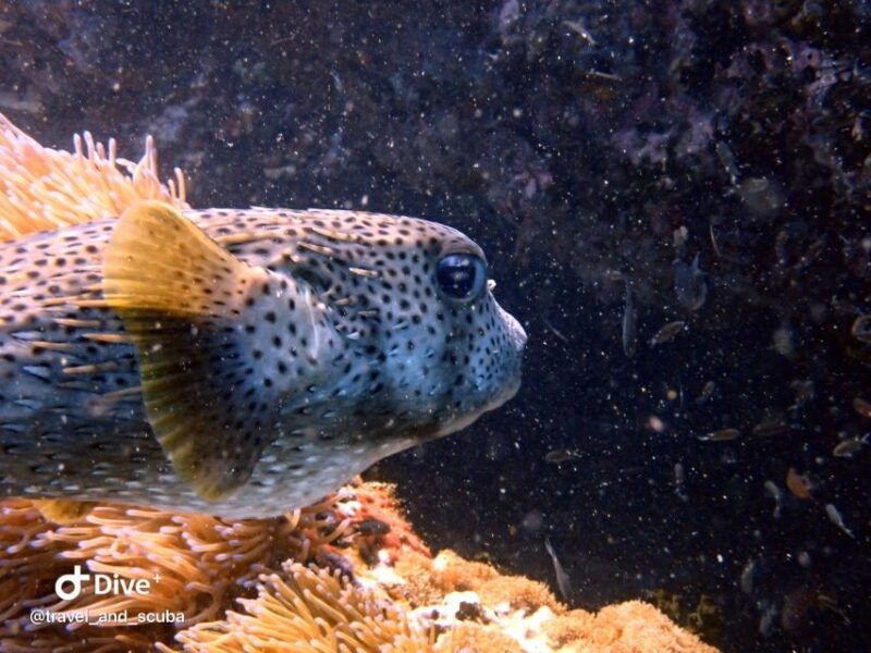 koh-samui-dive-trip-experience-in-koh-tao