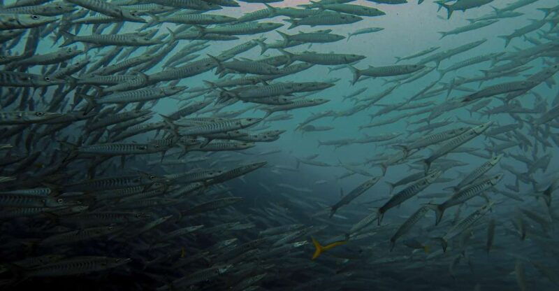 koh-samui-dive-trip-experience-in-koh-tao