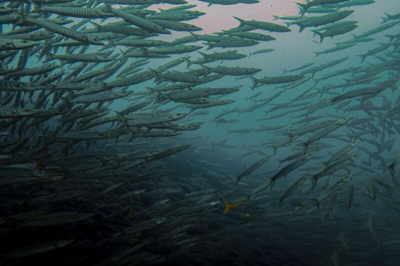 koh-samui-dive-trip-experience-in-koh-tao