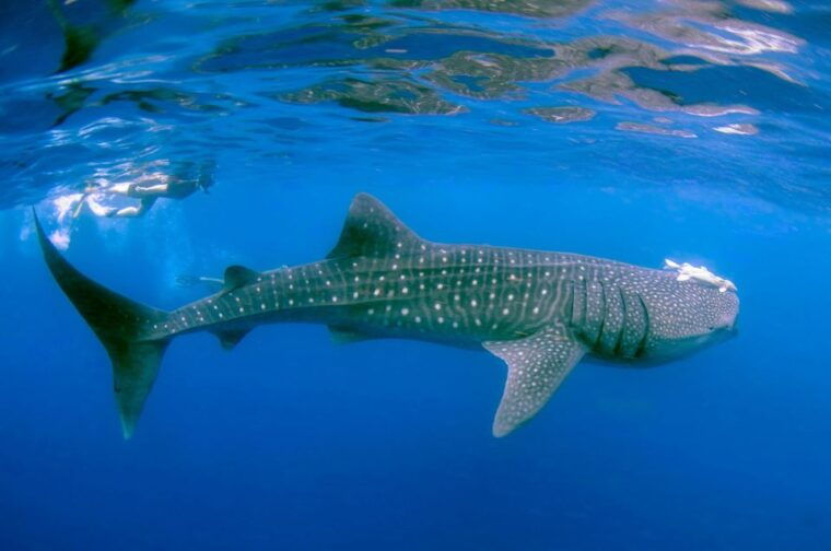 koh-samui-dive-trip-experience-in-koh-tao
