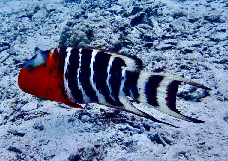 koh-samui-dive-trip-experience-in-koh-tao
