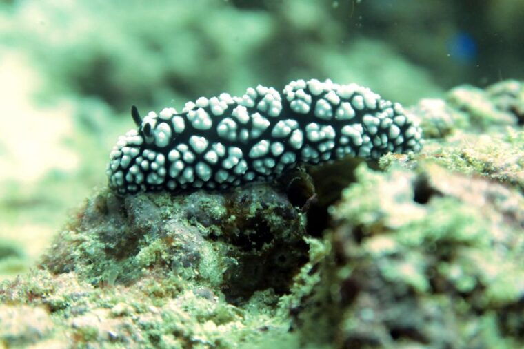 koh-samui-dive-trip-experience-in-koh-tao