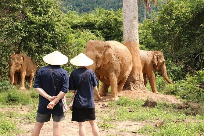 Koh Samui Elephant Home Sanctuary and the first Elephant Museum - Discover Koh Samui’s First-Ever Elephant Museum and Sanctuary
