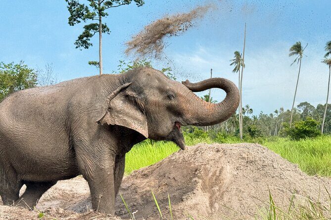 Koh Samui Elephant Home Sanctuary and the first Elephant Museum - The Sum Up