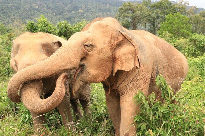 Koh Samui Elephant Home Sanctuary and the first Elephant Museum - FAQ