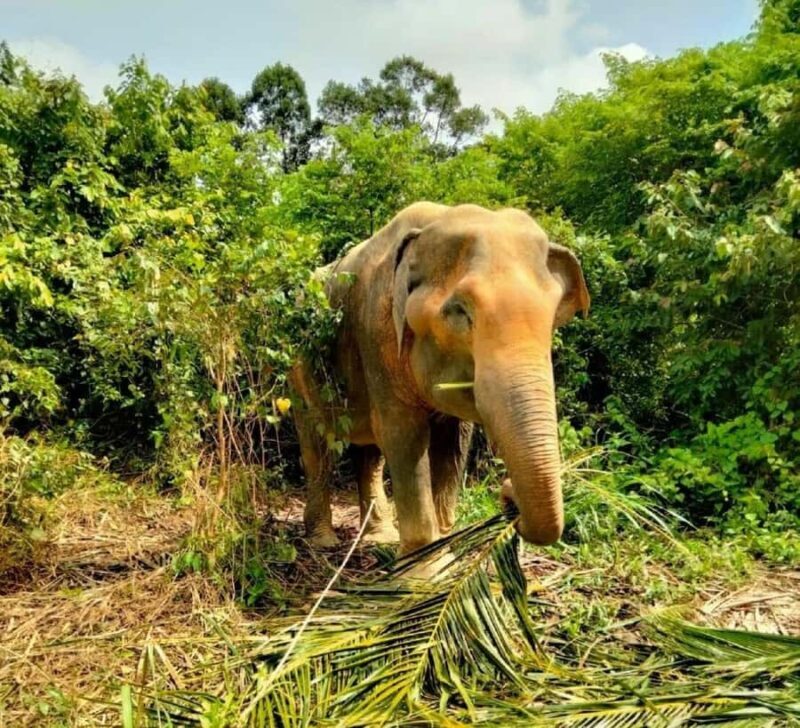 Koh Samui: Elephant Sanctuary and more - Full Day - FAQ