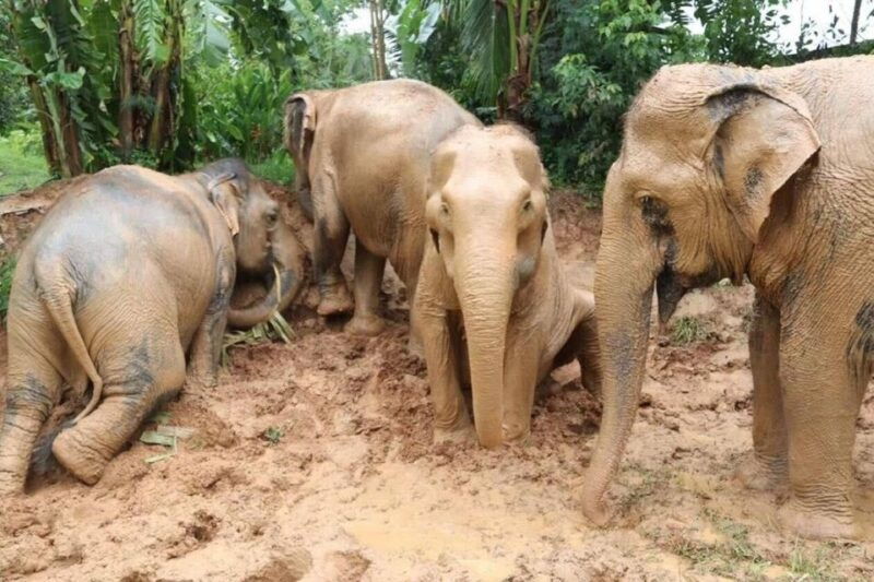 koh-samui-elephant-sanctuary-and-more-full-day