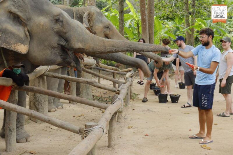 koh-samui-elephant-sanctuary-entry-and-feeding-experience