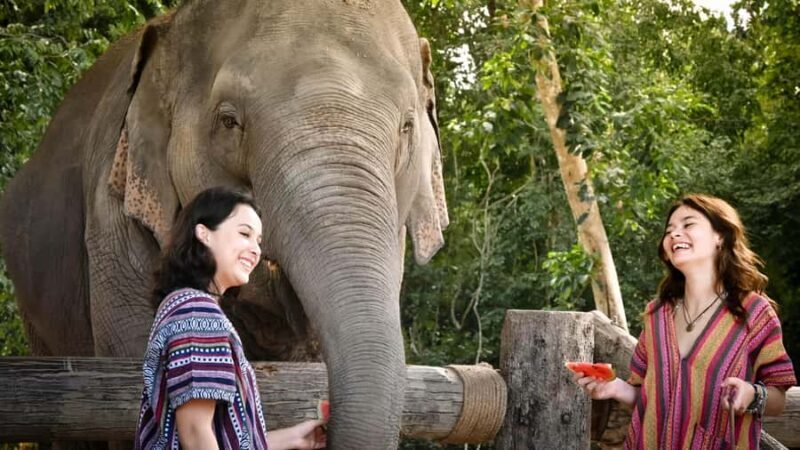 Koh Samui: Elephant Sanctuary Tour - Feed & Shower Elephants - Koh Samui: Elephant Sanctuary Tour - Feed & Shower Elephants