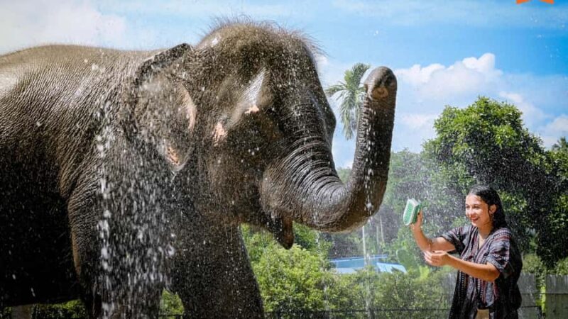 Koh Samui: Elephant Sanctuary Tour - Feed & Shower Elephants - Why This Tour Is Unique and Worth Considering