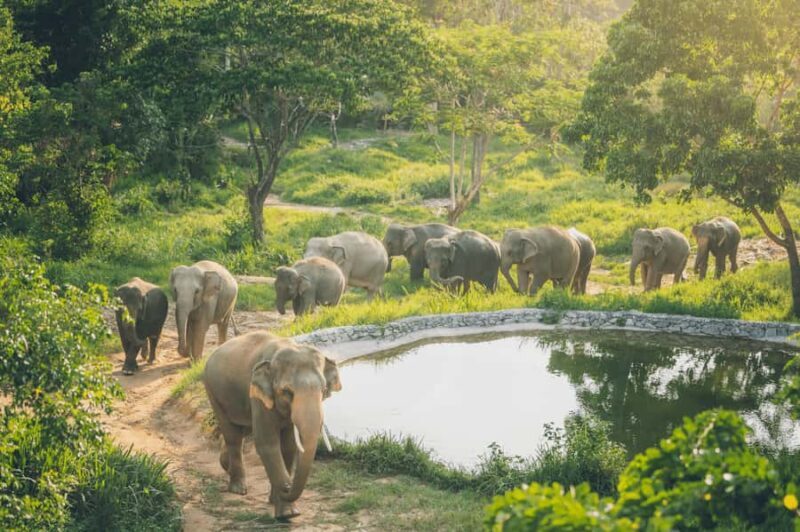 Koh Samui: Elephant Sanctuary Tour with Lunch & Pickup - Key Points
